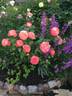 Queen of Hearts rose photo