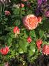 Queen of Hearts rose photo