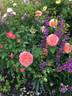 Queen of Hearts rose photo