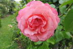 Rosanna ® rose photo