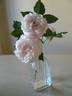 Madame Alfred de Rougemont rose photo