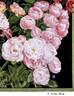 Greta Kluis rose photo