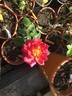 Rote Mevrouw G.A. van Rossem rose photo