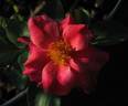 Cinnamon Spice rose photo