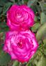 Eddie Edwards rose photo