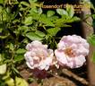 Rosendorf Steinfurth'04 rose photo