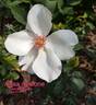 Anne Aymone rose photo