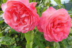 Rosanna ® rose photo