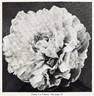 La France peony photo