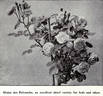 Gloire des Polyantha rose photo