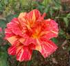 Anvil Sparks rose photo