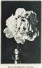 Ella Wheeler Wilcox peony photo