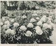 Marie Crousse peony photo