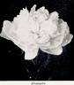 Avalanche peony photo