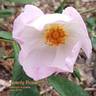 Heavenly Rosalind rose photo