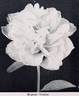 Eugene Verdier peony photo