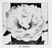 La Rosière peony photo