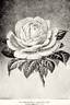 Marchioness of Londonderry rose photo