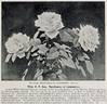 Marchioness of Londonderry rose photo