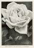 Marchioness of Londonderry rose photo