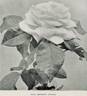 Margaret Dickson rose photo