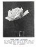 Zara Hore-Ruthven rose photo