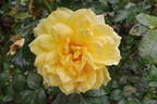 Sunstar rose photo