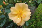 Apricot Queen rose photo