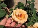 Julien Potin rose photo