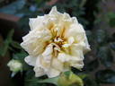 Adèle Crofton rose photo