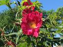 Indian Love Call rose photo