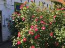 Indian Love Call rose photo