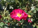 Indian Love Call rose photo