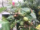 Indian Love Call rose photo