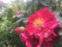 Indian Love Call rose photo