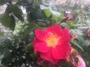 Indian Love Call rose photo