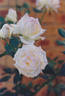 Tipsy Imperial Concubine rose photo