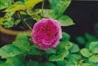 Mrs. Reynolds Hole rose photo