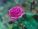 Mrs. Reynolds Hole rose photo