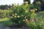Postillion ® rose photo