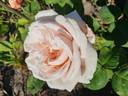 Nancy Bignon-Cordier ® rose photo