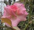 Hawkeye Belle rose photo