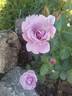 Fragrant Lavender Simplicity ® rose photo