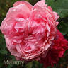 Millamy rose photo