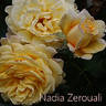 Nadia Zerouali ™ rose photo
