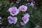 Ocean in Motion rose photo
