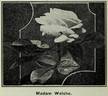 Madame Welche rose photo