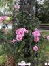 Orchid Masterpiece, Cl. rose photo