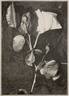 Buttercup rose photo