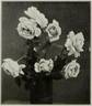 Antoine Rivoire rose photo